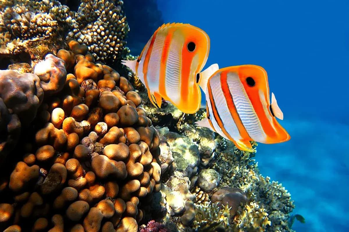 Fish in a reef